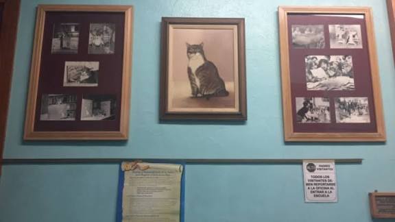 Framed photos and portrait of Room 8 displayed on a school wall