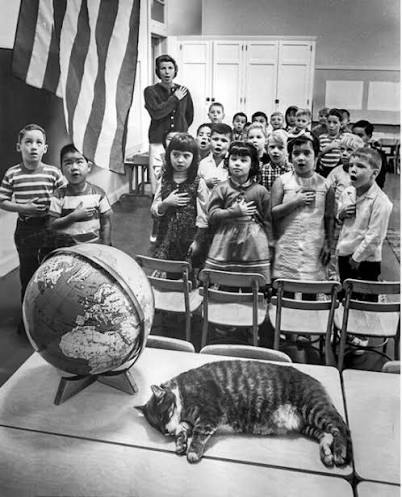 Room 8 sleeping on a desk while students recite the Pledge of Allegiance with American flag