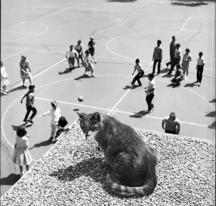 Room 8 the tabby cat sitting on a rooftop ledge watching children play on the school playground below