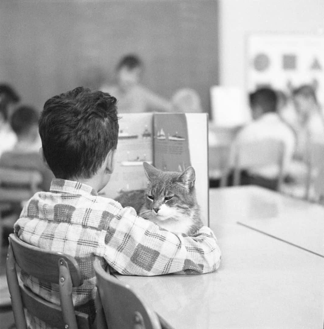 Room 8 resting on a student arm at desk while boy reads a book